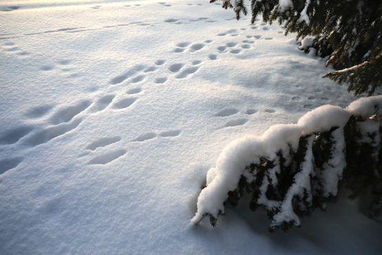 Photo shows where white hares have jumped on soft white snow under a spruce tree.