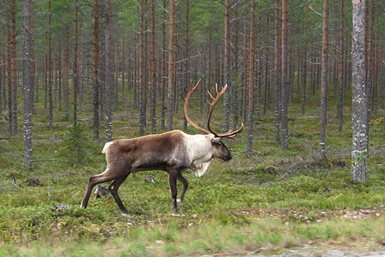 Forest-reindeer_Rangifer-Safari-
