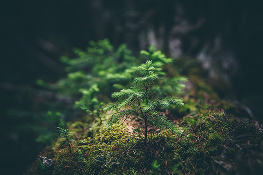 Photo shows a small tree seedling, which symbolizes sustainability.