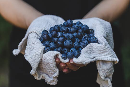 Villa Cone Beach Berries Photo shows blueberries, which make Antioxidant Superfood.
