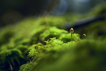 Photo shows tiny living things, which require absolutely pure nature to thrive.