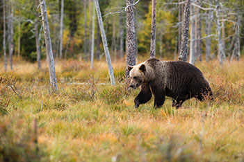 Photo shows a strong brown bear in wilderness.