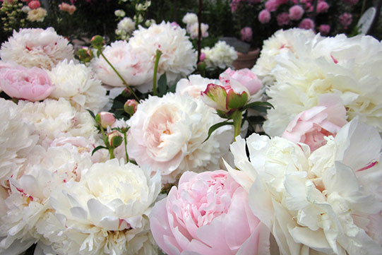 Villa Cone Beach Garden Arboretum Photo shows white and pink peonies in Villa Cone Beach garden.
