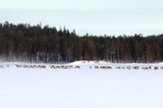 Photo shows a big herd of forest reideer, called also forest caribous, on Villa Cone Beach lake ice.