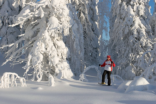 Photo shows a woman walking on snow shoes in a snowy sunny forest.