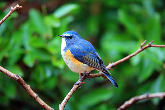 Photo shows a rare bluetail in a protected wilderness close to Villa Cone Beach.