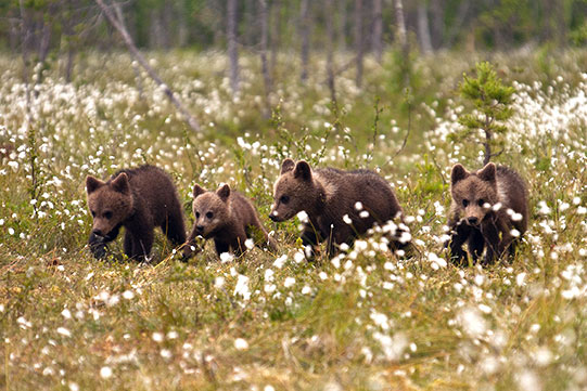 Photo shows four small brown bear cubs palying on a wilderness grass.