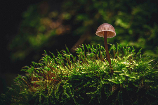 Photo shows a tiny wild mushroom growing on peat moss, which stores carbon.