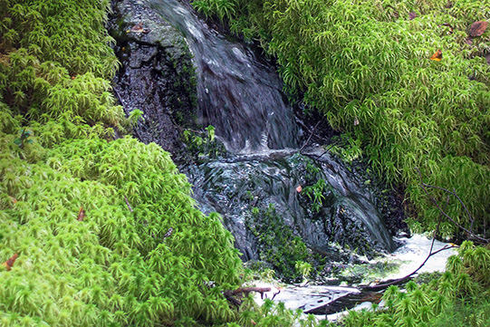 Photo shows spring water flowing close to Villa Cone Beach.