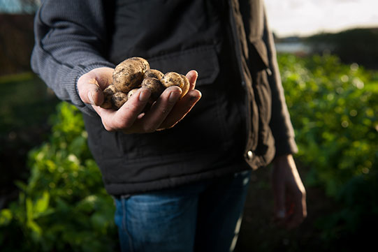 Photo shows locally harvested quality potatoes in the hand of a man.