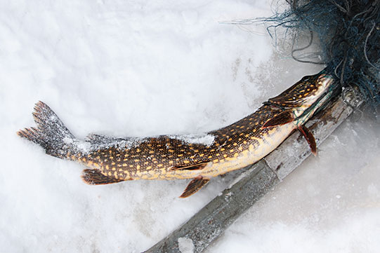 The lakes surrounding Villa Cone Beach offer plenty of fish.